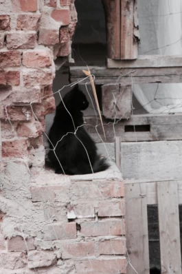  Sergey Kolosov's photo