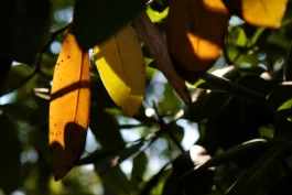  Sergey Kolosov's photo