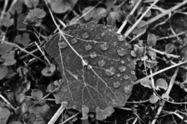  Sergey Kolosov's photo