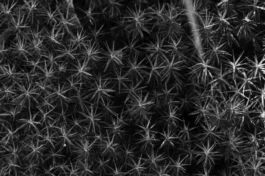  Sergey Kolosov's photo