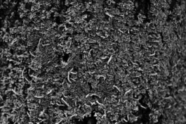  Sergey Kolosov's photo