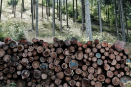  Sergey Kolosov's photo