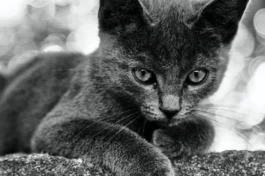  Sergey Kolosov's photo